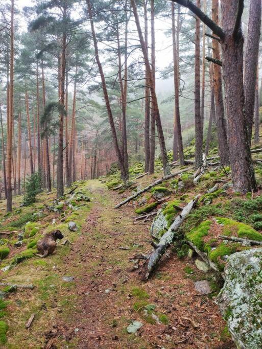 Via Fera, Con Vistas A La Naturaleza Braojos de la Sierra